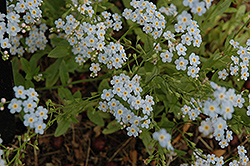 Everblooming Forget-Me-Not (Myosotis scorpioides 'Semperflorens') at The Mustard Seed