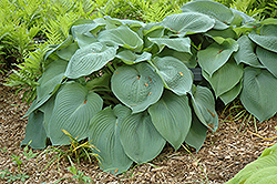 Big Daddy Hosta (Hosta 'Big Daddy') at The Mustard Seed