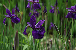 Caesar's Brother Siberian Iris (Iris sibirica 'Caesar's Brother') at The Mustard Seed