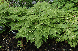 Lady Fern (Athyrium filix-femina) at The Mustard Seed