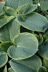 Olive Bailey Langdon Hosta (Hosta 'Olive Bailey Langdon') at The Mustard Seed