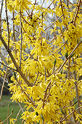 Northern Gold Forsythia (Forsythia 'Northern Gold') at The Mustard Seed