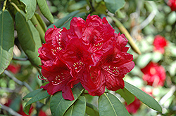 Henry's Red Rhododendron (Rhododendron 'Henry's Red') at The Mustard Seed