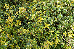 Doone Valley Thyme (Thymus 'Doone Valley') at The Mustard Seed