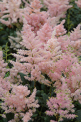 Peach Blossom Astilbe (Astilbe x rosea 'Peach Blossom') at The Mustard Seed