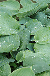 Blue Umbrellas Hosta (Hosta 'Blue Umbrellas') at The Mustard Seed