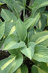 Striptease Hosta (Hosta 'Striptease') at The Mustard Seed
