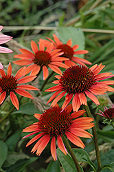 Big Sky Sundown Coneflower (Echinacea 'Big Sky Sundown') at The Mustard Seed