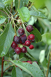 Regent Serviceberry (Amelanchier alnifolia 'Regent') at The Mustard Seed