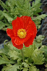 Garden Gnome Poppy (Papaver nudicaule 'Garden Gnome') at The Mustard Seed