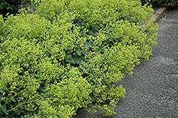 Thriller Lady's Mantle (Alchemilla 'Thriller') at The Mustard Seed
