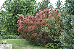 Royal Purple Smokebush (Cotinus coggygria 'Royal Purple') at The Mustard Seed