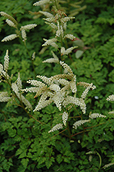 Dwarf Goatsbeard (Aruncus aethusifolius) at The Mustard Seed