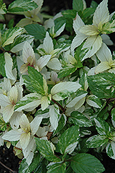 Variegated Peppermint (Mentha x piperita 'Variegata') at The Mustard Seed