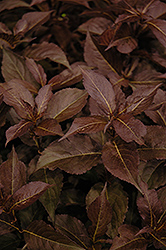 Shining Sensation Weigela (Weigela florida 'Bokrashine') at The Mustard Seed