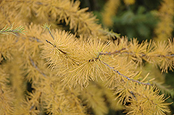 Tamarack (Larix laricina) at The Mustard Seed