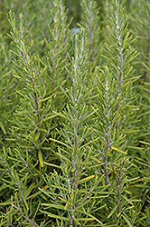 Upright Rosemary (Rosmarinus officinalis 'Upright') at The Mustard Seed