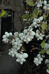Snowberry (Symphoricarpos albus) at The Mustard Seed