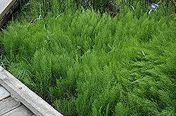 Common Horsetail (Equisetum arvense) at The Mustard Seed