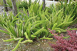 Foxtail Fern (Asparagus meyeri) at The Mustard Seed