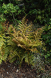 Autumn Fern (Dryopteris erythrosora) at The Mustard Seed
