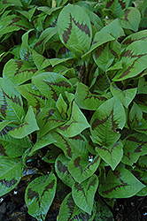 Fleeceflower (Antenoron filiforme) at The Mustard Seed