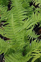 The King Ostrich Fern (Matteuccia 'The King') at The Mustard Seed