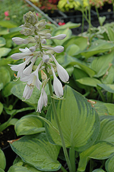 Paradigm Hosta (Hosta 'Paradigm') at The Mustard Seed