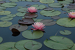 Attraction Hardy Water Lily (Nymphaea 'Attraction') at The Mustard Seed