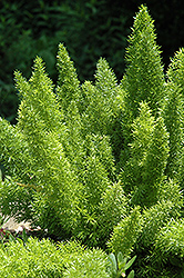 Foxtail Fern (Asparagus meyeri) at The Mustard Seed