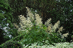 Goatsbeard (Aruncus dioicus) at The Mustard Seed