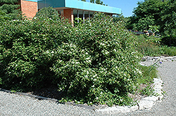 Gray Dogwood (Cornus racemosa) at The Mustard Seed