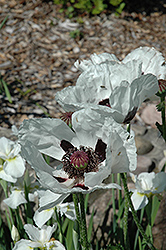 Royal Wedding Poppy (Papaver orientale 'Royal Wedding') at The Mustard Seed