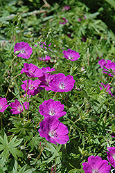 New Hampshire Purple Cranesbill (Geranium sanguineum 'New Hampshire Purple') at The Mustard Seed
