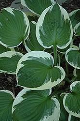 Minuteman Hosta (Hosta 'Minuteman') at The Mustard Seed
