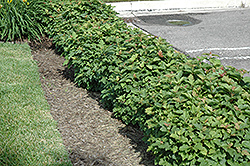 Dwarf European Cranberry (Viburnum opulus 'Nanum') at The Mustard Seed