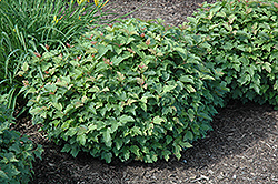Dwarf European Cranberry (Viburnum opulus 'Nanum') at The Mustard Seed