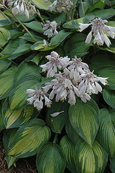 June Hosta (Hosta 'June') at The Mustard Seed