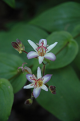 Tojen Toad Lily (Tricyrtis 'Tojen') at The Mustard Seed