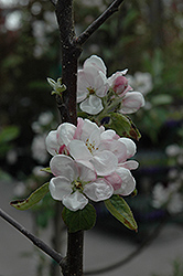Fireside Apple (Malus 'Fireside') at The Mustard Seed