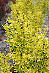 Sunjoy Gold Pillar Japanese Barberry (Berberis thunbergii 'Maria') at The Mustard Seed