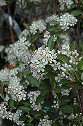 Brilliantissima Red Chokeberry (Aronia arbutifolia 'Brilliantissima') at The Mustard Seed