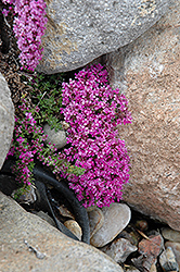 Pink Chintz Creeping Thyme (Thymus praecox 'Pink Chintz') at The Mustard Seed