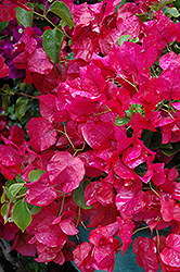 Oo-La-La Bougainvillea (Bougainvillea 'Monka') at The Mustard Seed