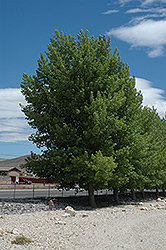 Siouxland Poplar (Populus deltoides 'Siouxland') at The Mustard Seed