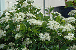 Winterthur Viburnum (Viburnum nudum 'Winterthur') at The Mustard Seed