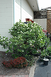 Winterthur Viburnum (Viburnum nudum 'Winterthur') at The Mustard Seed