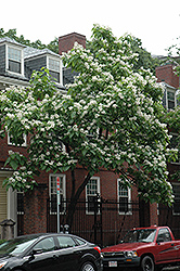 Northern Catalpa (Catalpa speciosa) at The Mustard Seed
