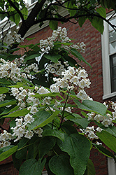 Northern Catalpa (Catalpa speciosa) at The Mustard Seed