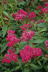 Neon Flash Spirea (Spiraea japonica 'Neon Flash') at The Mustard Seed